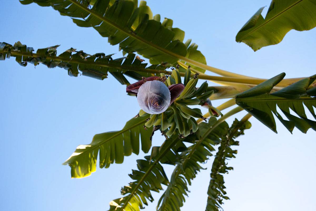 Appartamenti a Succhivo d'Ischia - Residence Le Pleiadi